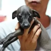 イタリアングレーハウンド