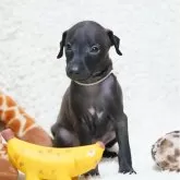 イタリアングレーハウンド