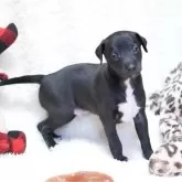 イタリアングレーハウンド