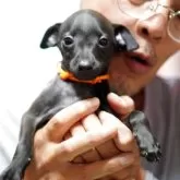 イタリアングレーハウンド