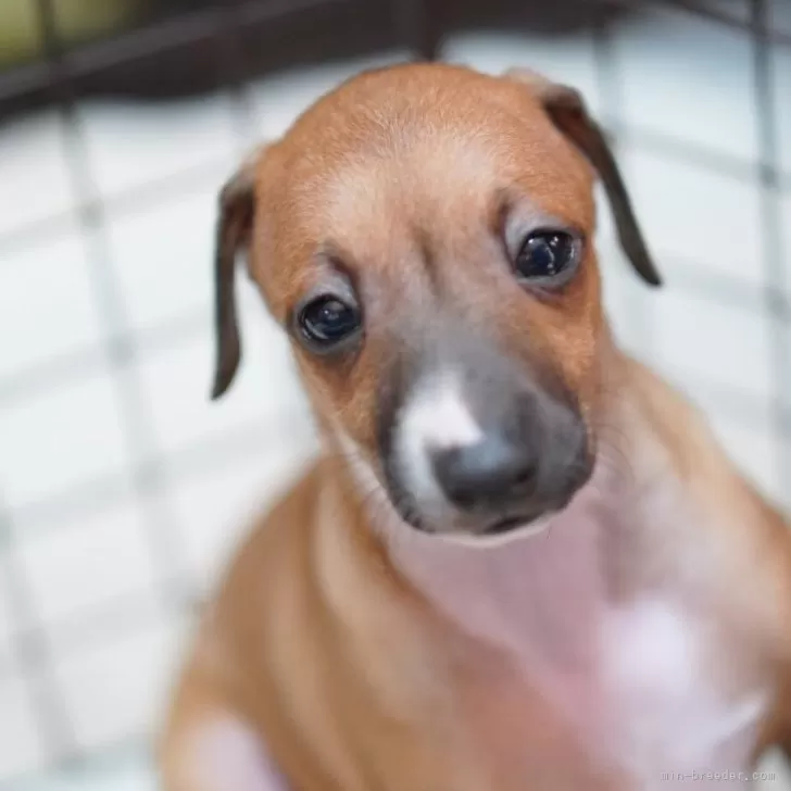 ID：2405-02358の子犬