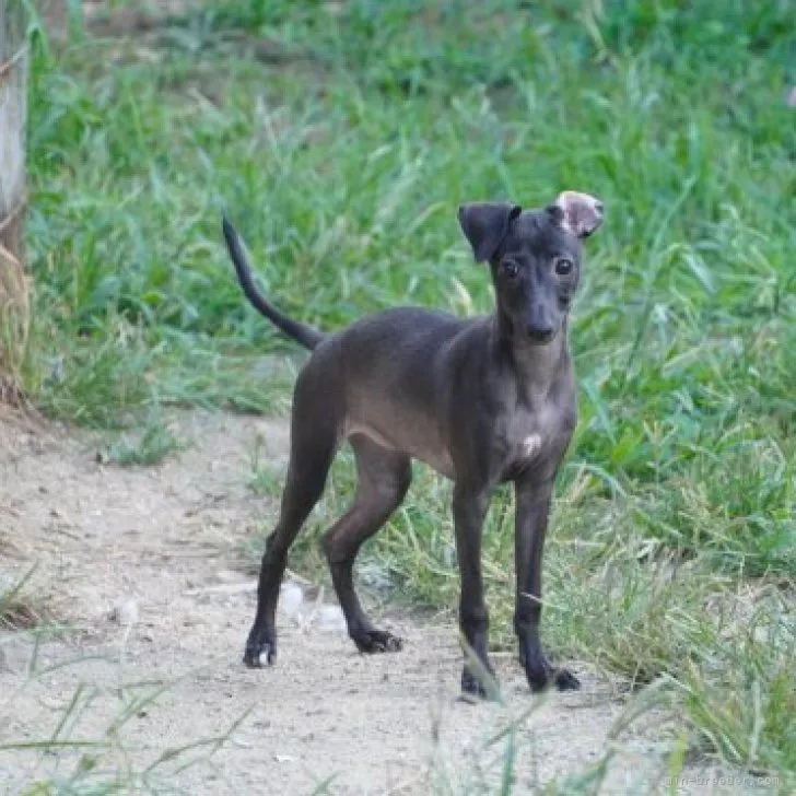 ID:2308-01547の子犬