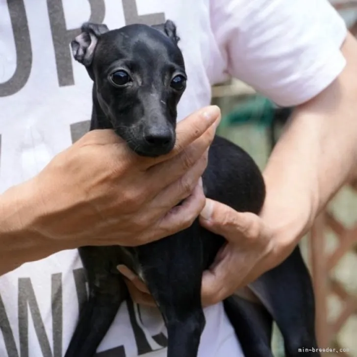 ID：2305-05465の子犬