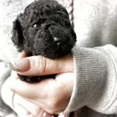 トイプードル(トイ)