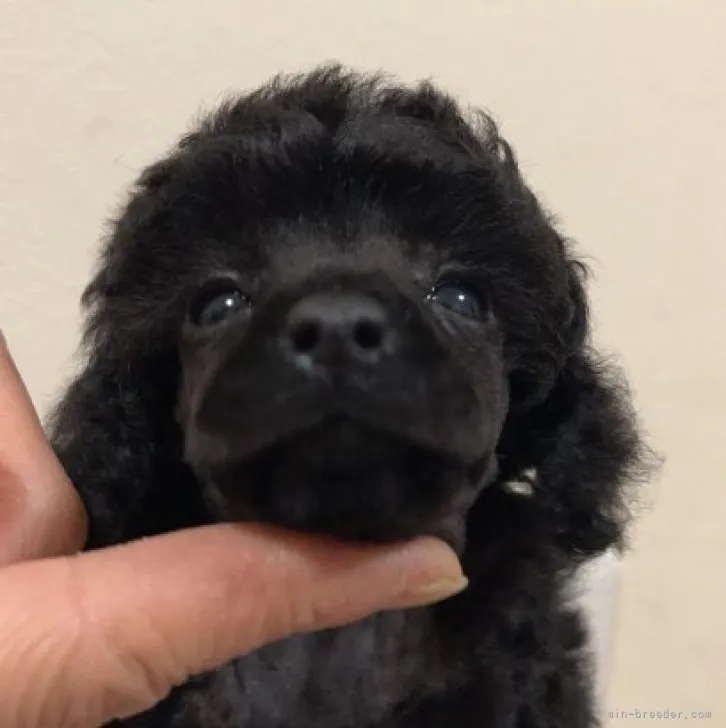 ID:2302-04711の子犬