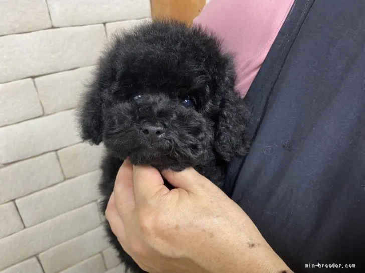 ID：2111-00783の子犬