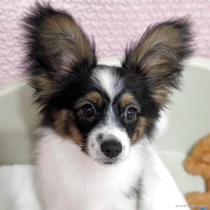 H.K 様のお迎えした子犬