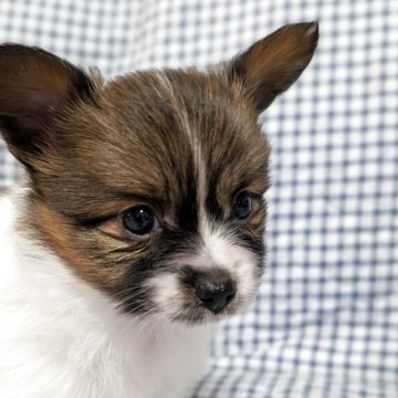 パピヨン【神奈川県・男の子・2025年4月9日・ホワイト&ブラウン】の写真「表現力が豊かすぎる次男くん❤」