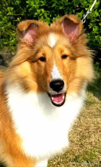 ID:1804-00379の子犬