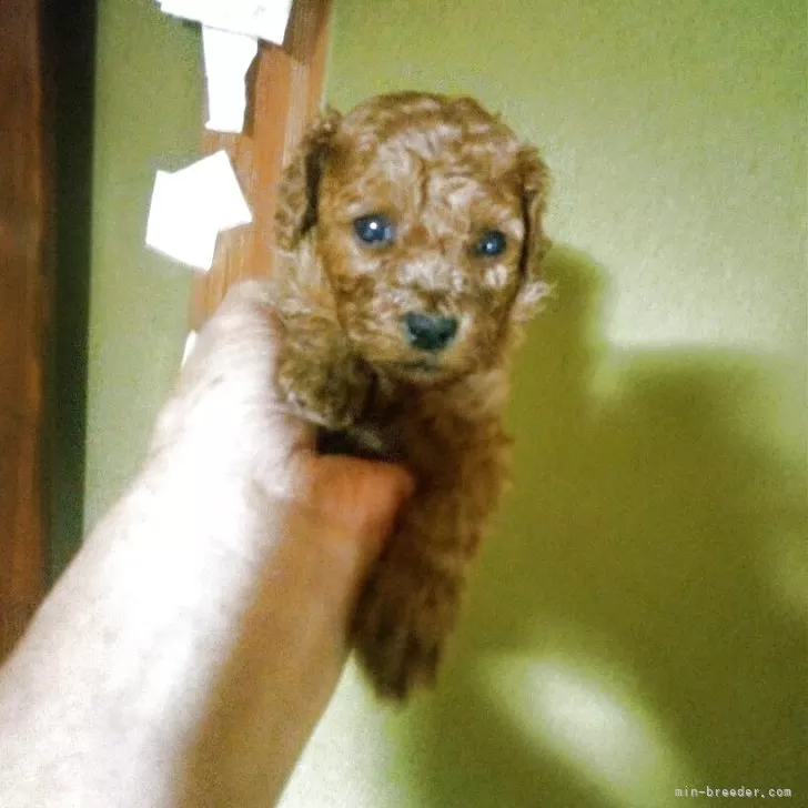 ID：2505-03999の子犬