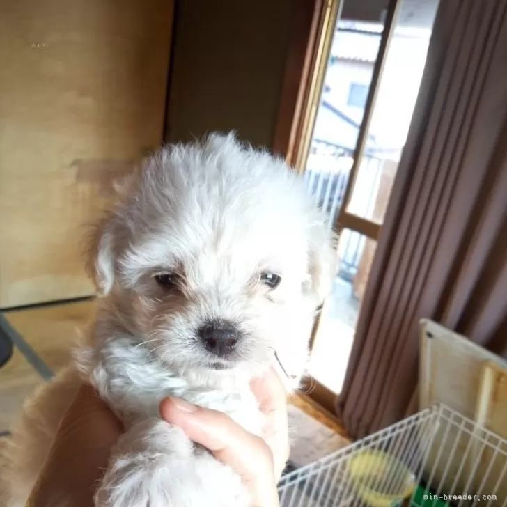 ID:2502-05412の子犬