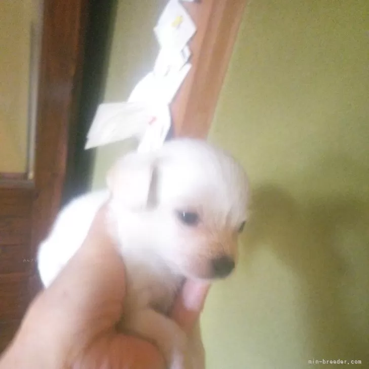 ID:2503-00061の子犬