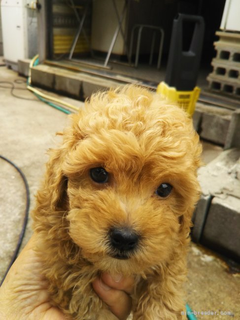 トイプードル 熊本県 女の子 21年8月23日 クリ ム プリンプリンのおんなの子 みんなのブリーダー 子犬id 2110
