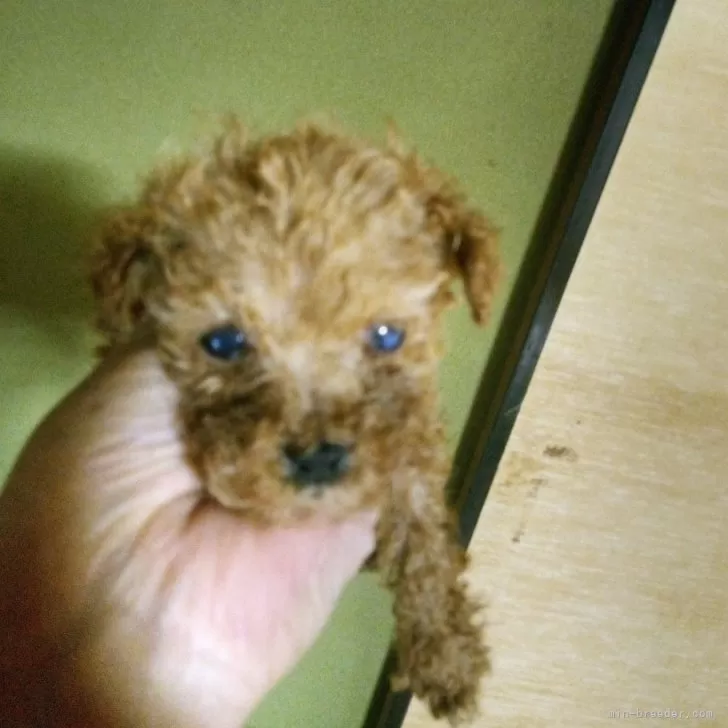 ID：2408-05023の子犬