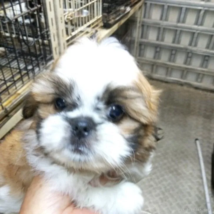 ID：2304-00710の子犬