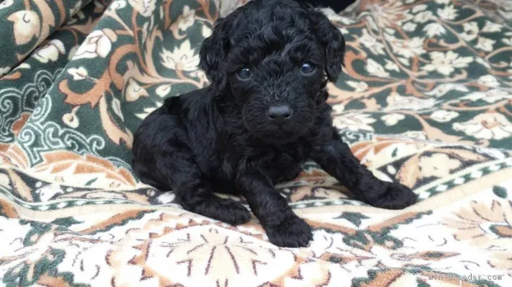 ID:1803-00922の子犬