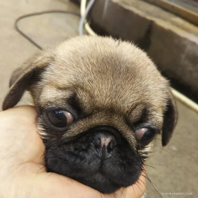 ID：2203-02228の子犬