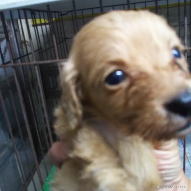 ID:2009-01836の子犬