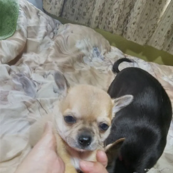 ID:2303-04286の子犬