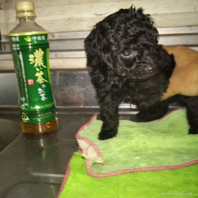 ID：2012-00550の子犬