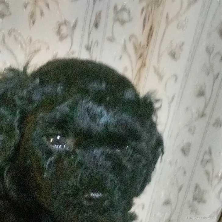ID：2404-06681の子犬
