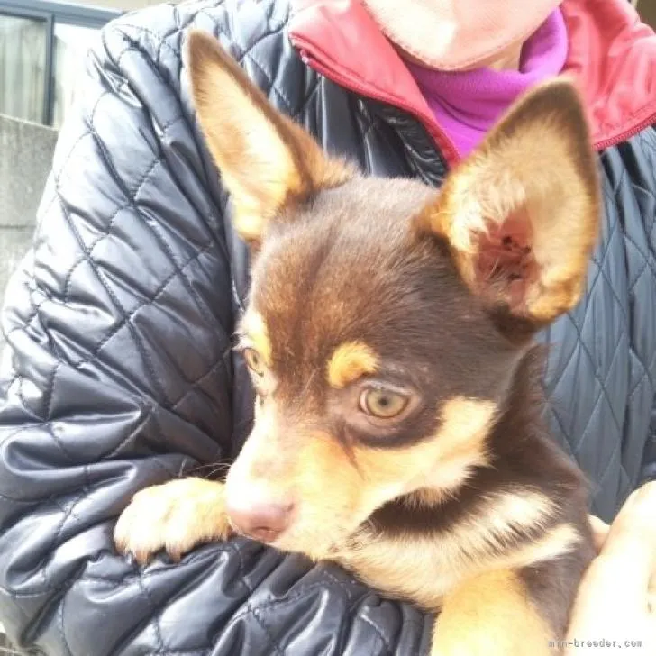 ID:2211-04163の子犬