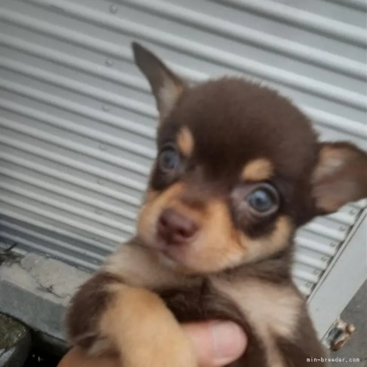 ID:2208-05387の子犬