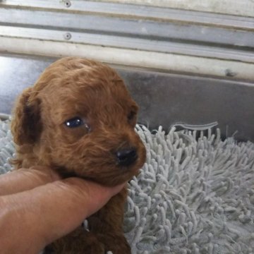 トイプードル(トイ)【熊本県・男の子・2021年4月19日・レッド】の写真「小ぶりの可愛いおとこの子」