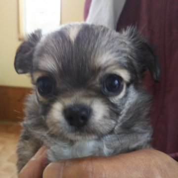 チワワ(ロング)【熊本県・女の子・2020年12月7日・セ―ブル】の写真「ばっちり可愛いおんなの子でカラ―も
珍しいてます」