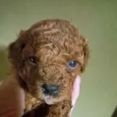 トイプードル(トイ)【熊本県・女の子・2024年7月18日・レッド】の写真1