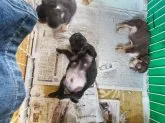 パグ【熊本県・男の子・2023年5月1日・ブラック】の写真4「お腹を見せて爆睡💣️💤中」