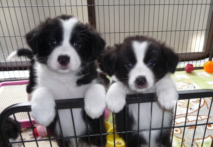 お引渡し前頃の子犬ちゃん達です💕｜宮田　洋子(みやた　ようこ)ブリーダー(徳島県・ボーダーコリーなど・JKC登録)の紹介写真1