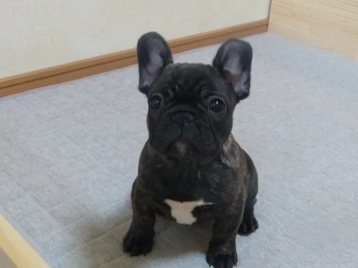 ID:2112-03243の子犬