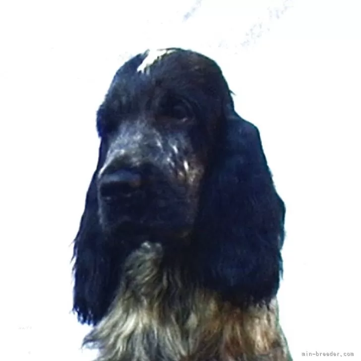 ID：2507-09302の子犬