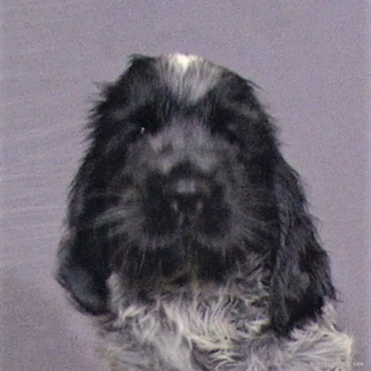 ID:2405-02579の子犬