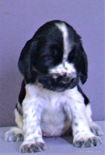 ID：2107-04213の子犬