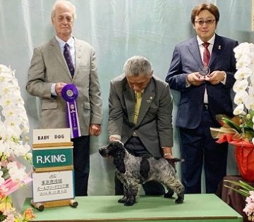 イングリッシュコッカースパニエル【神奈川県・男の子・2018年8月8日・ブルーローン】の写真「アメリカ系ショードッグです。」