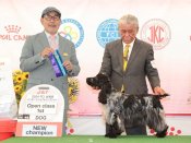 イングリッシュコッカースパニエル【・男の子・2022年11月12日・ブルーローン】「2024北海道インターにて日本人審査員よりCaciｂ受賞」