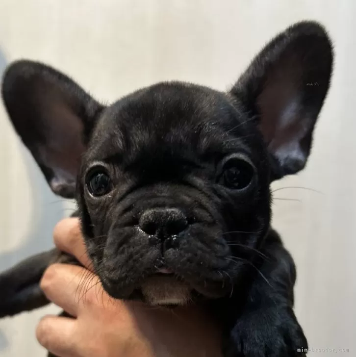 ID:2503-02679の子犬