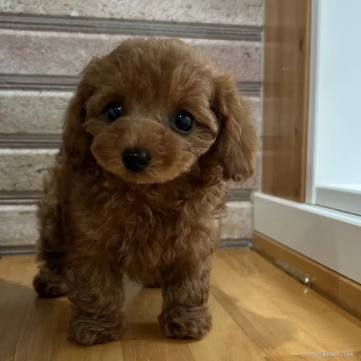 ID:2412-02104の子犬