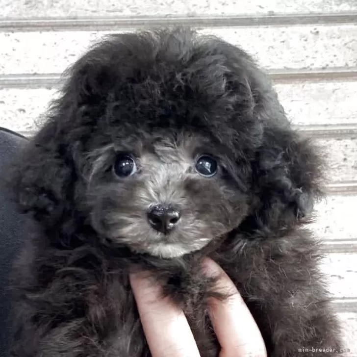 ID:2504-06674の子犬