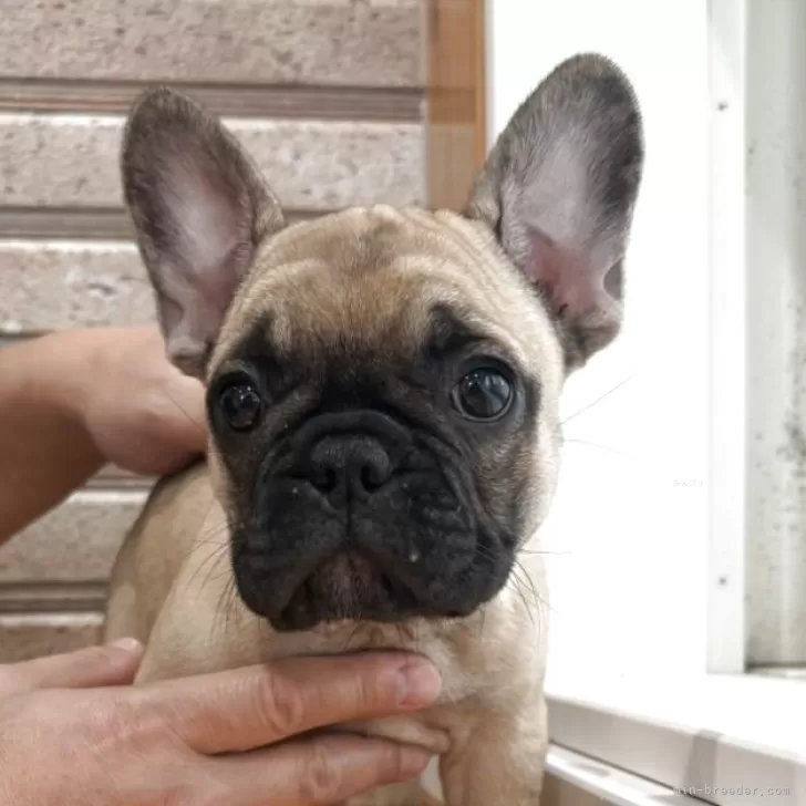 フレンチブルドッグ【山形県・女の子・2025年8月24日・フォーン】の写真1