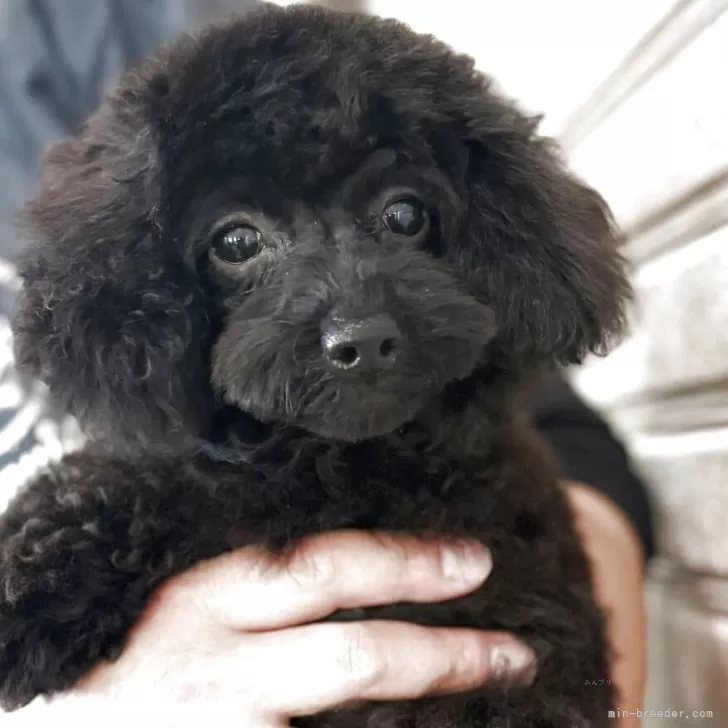 ID:2503-02703の子犬