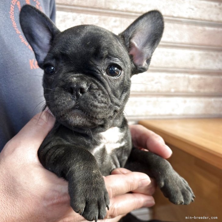 ブリーダー画像