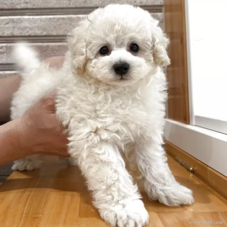 ID:2504-02008の子犬
