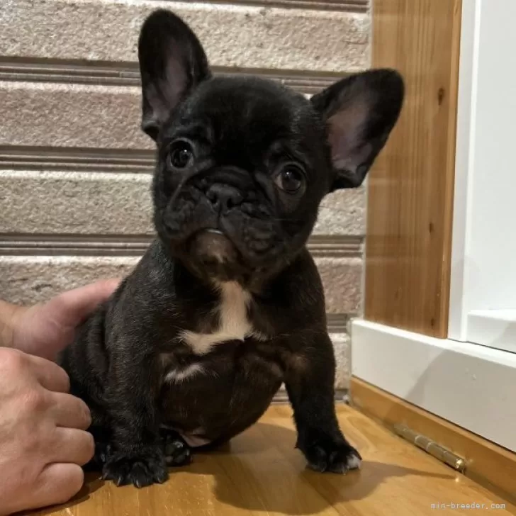 ID：2501-02689の子犬