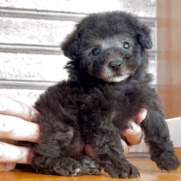 シルバーのティーカッププードルの子犬を探す｜ブリーダー直販の