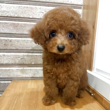 トイプードル(タイニー)【山形県・男の子・2025年9月10日・レッド】の写真「タイニー小ぶり予想のイケメンくん♡」