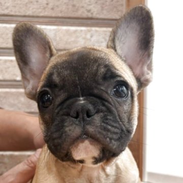 フレンチブルドッグ【山形県・女の子・2025年8月24日・フォーン】の写真「鼻筋ホワイトの美人さん😍🩷」
