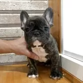 フレンチブルドッグ